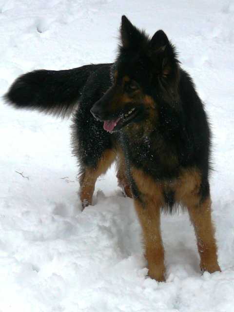 Dog Photo