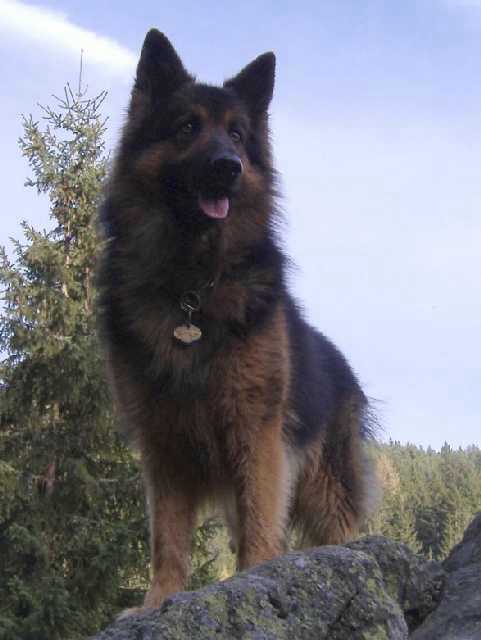 Dog Photo