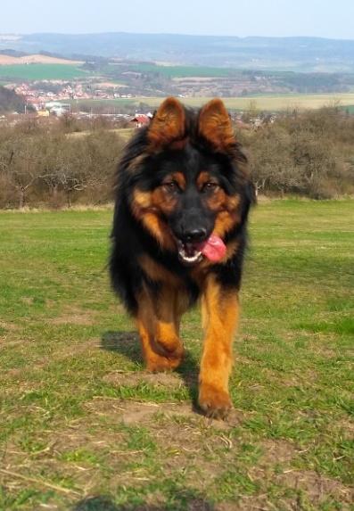 Dog Photo