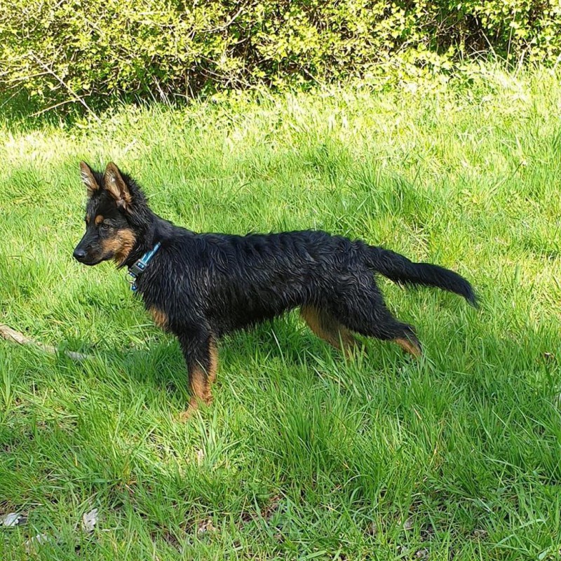 Dog Photo