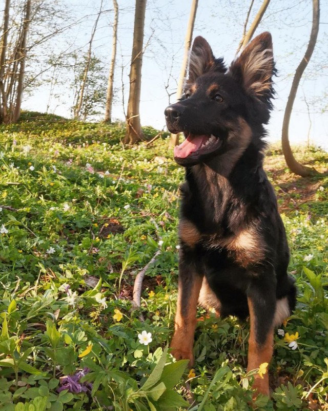 Dog Photo
