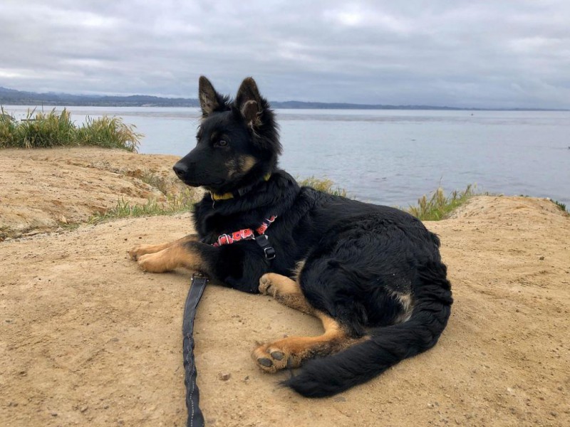 Dog Photo
