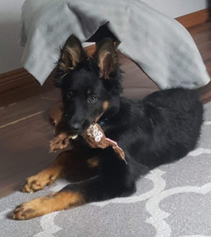 Dog Photo