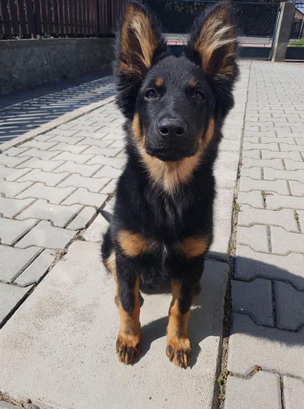 Dog Photo