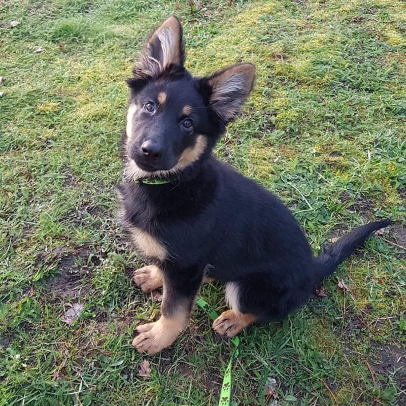 Dog Photo