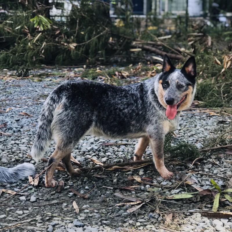 Dog Photo