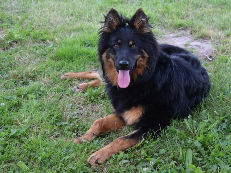 Dog Photo