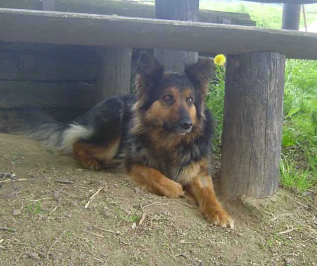 Dog Photo