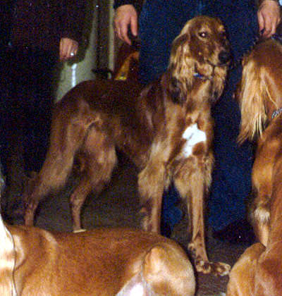 Dog Photo