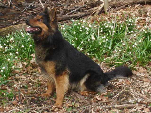 Dog Photo