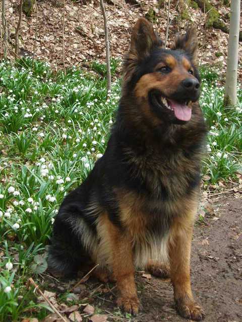 Dog Photo