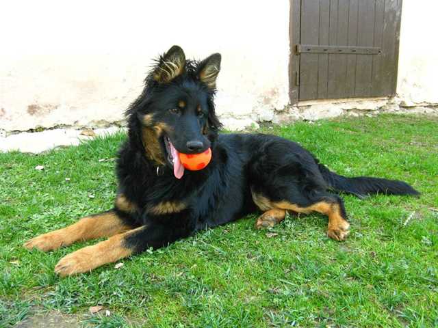 Dog Photo