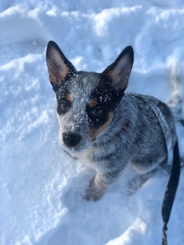 Dog Photo