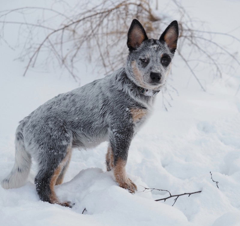 Dog Photo