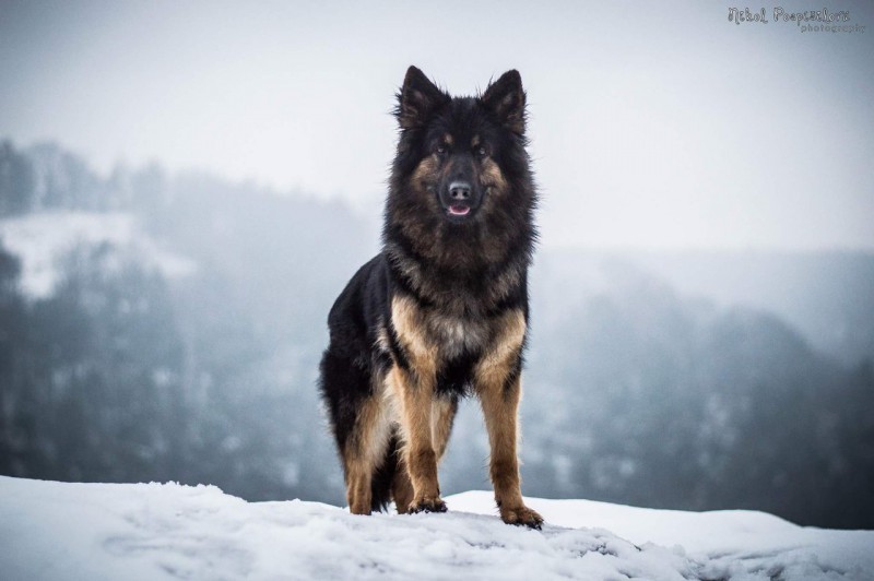 Dog Photo
