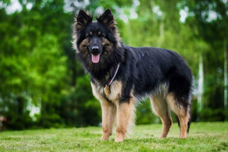 Dog Photo