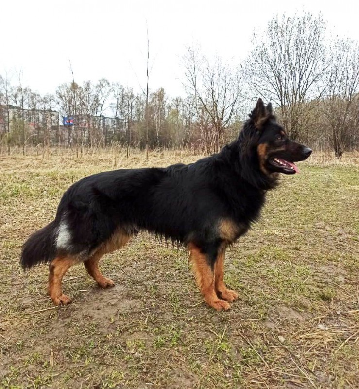Dog Photo