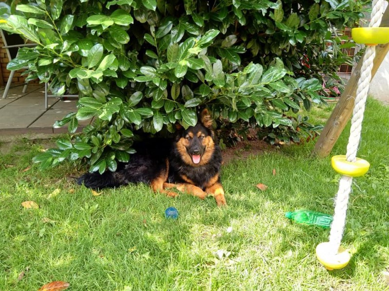 Dog Photo