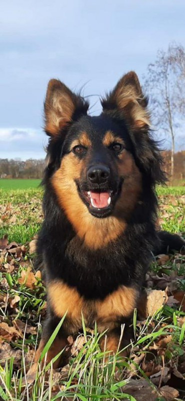 Dog Photo