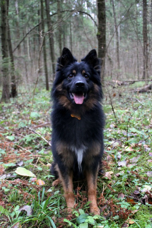 Dog Photo