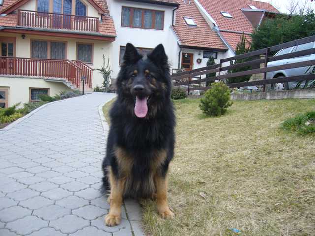 Dog Photo