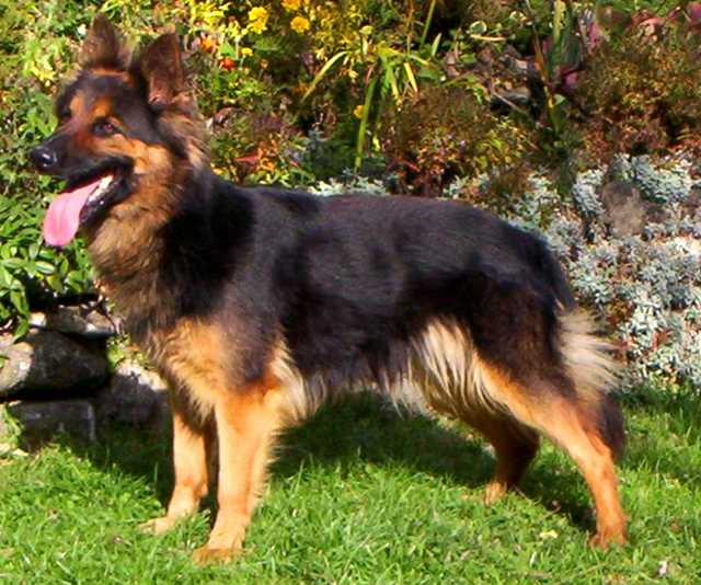 Dog Photo