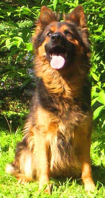 Dog Photo