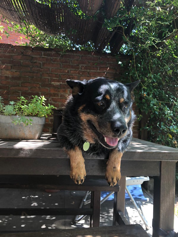 Dog Photo