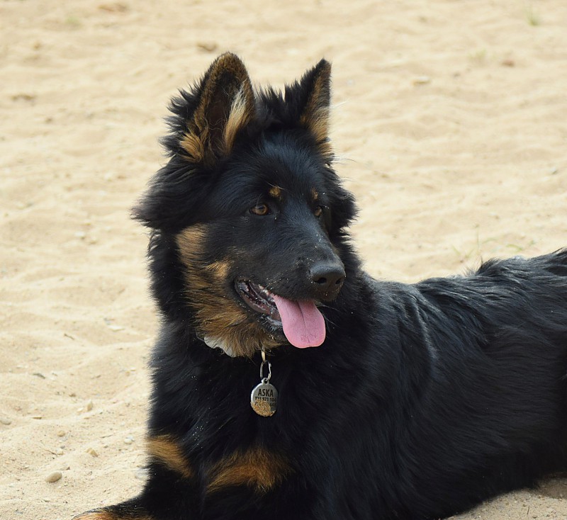 Dog Photo
