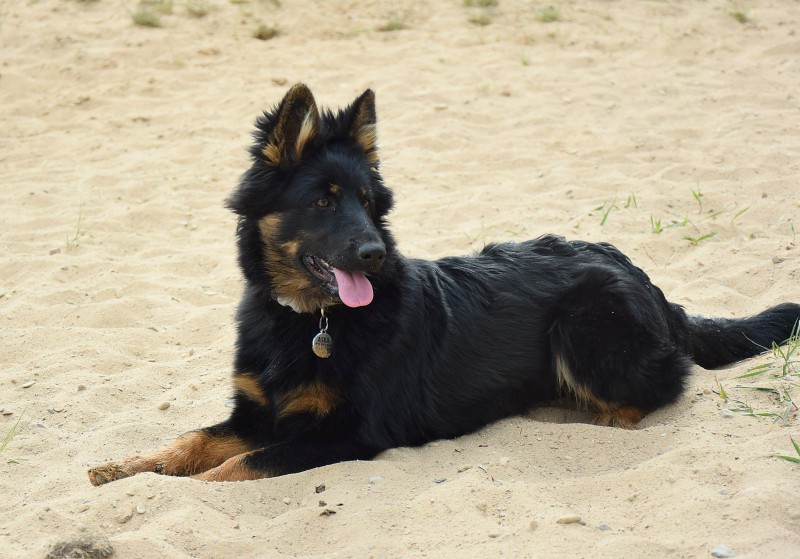 Dog Photo