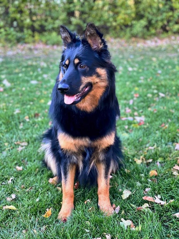 Dog Photo