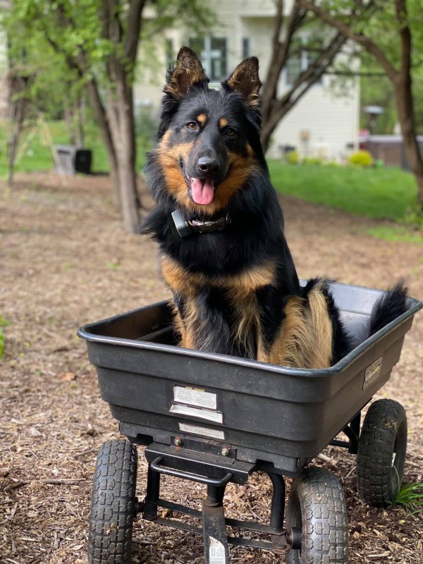 Dog Photo