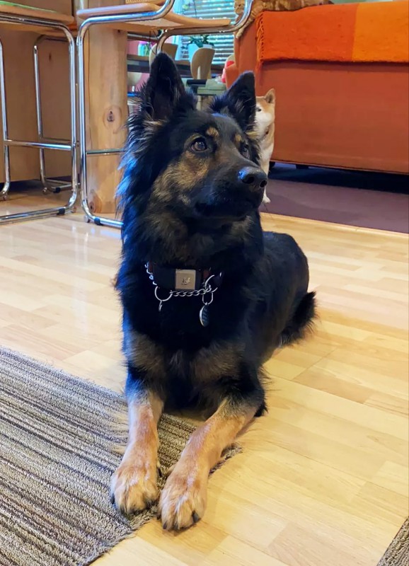 Dog Photo