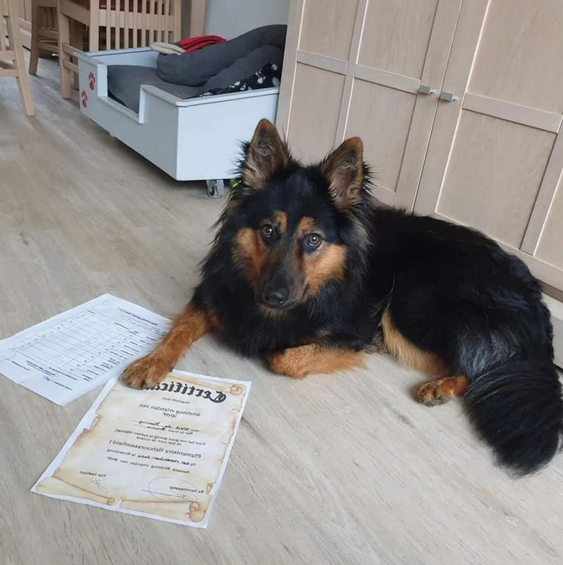 Dog Photo