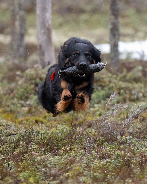 Dog Photo