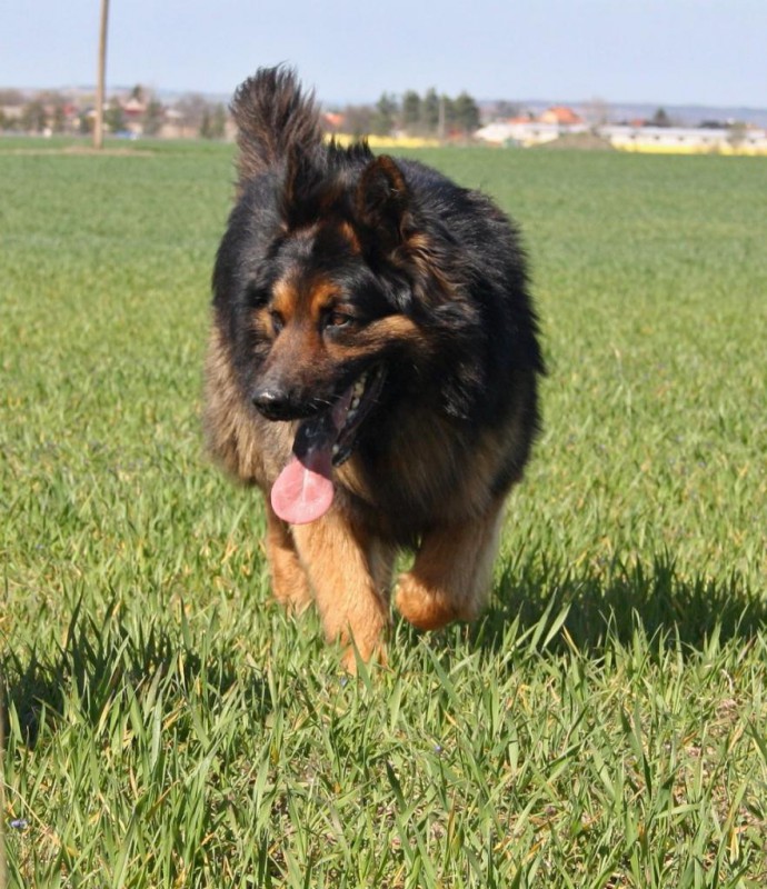 Dog Photo