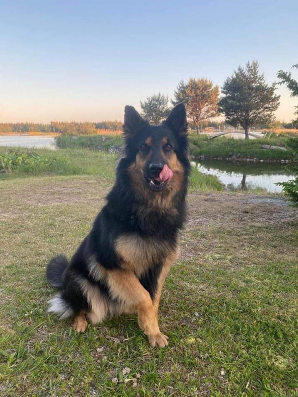 Dog Photo