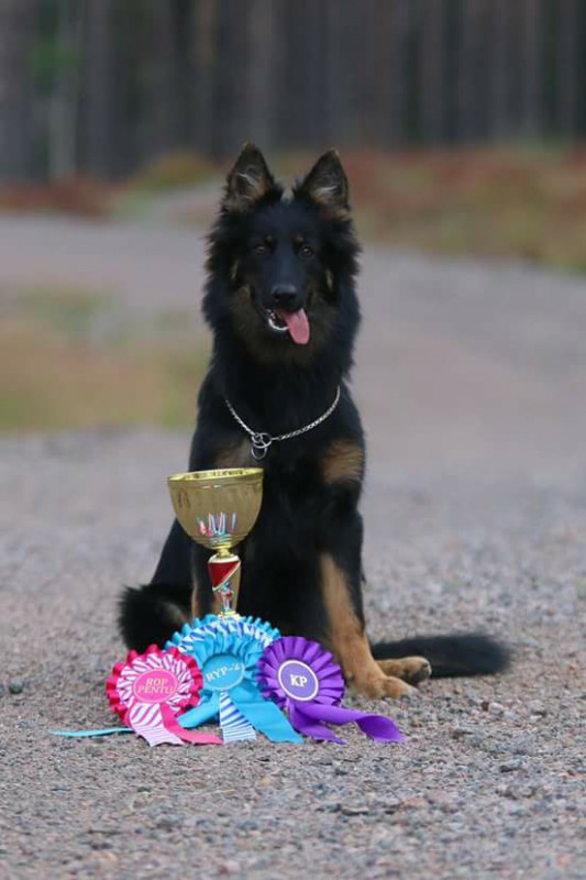 Dog Photo