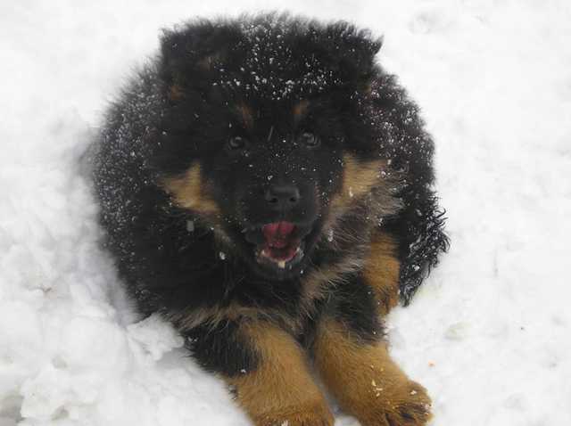 Dog Photo