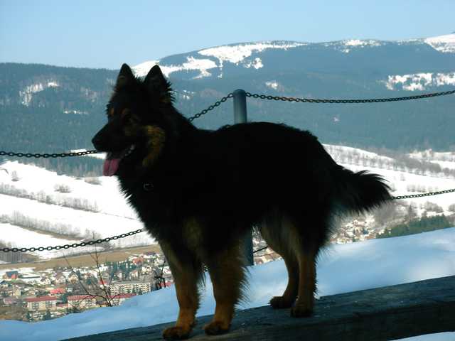 Dog Photo