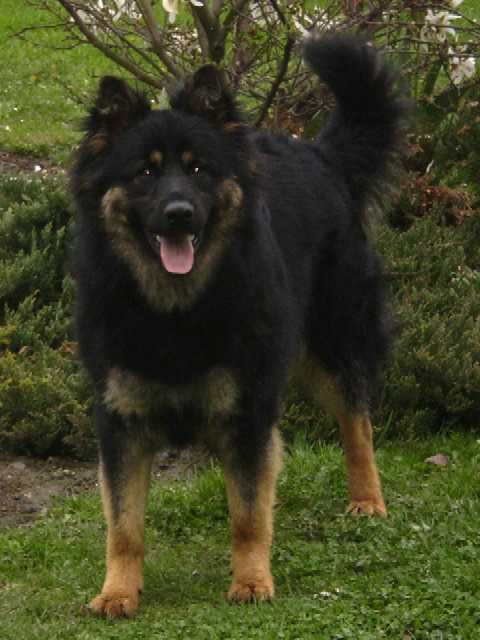 Dog Photo