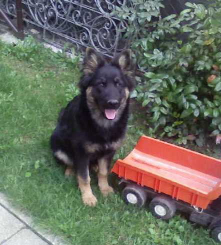 Dog Photo