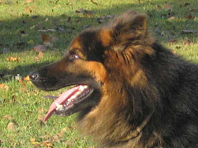 Dog Photo