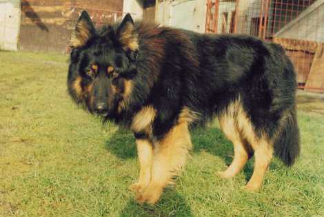 Dog Photo