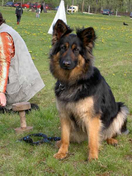 Dog Photo