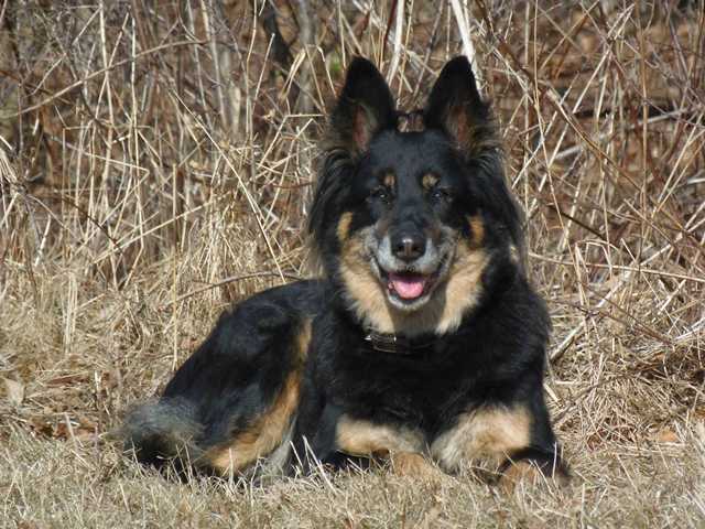 Dog Photo