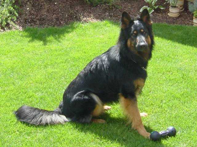 Dog Photo