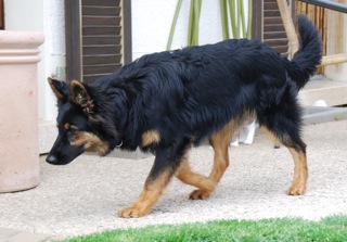 Dog Photo