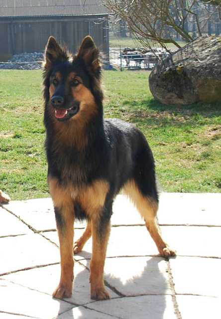 Dog Photo