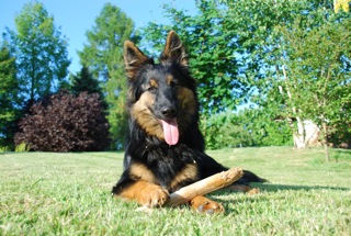 Dog Photo